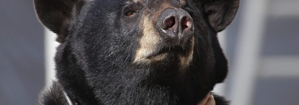 Ours noir dressé