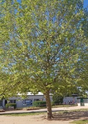 Cérémonie d'adieu aux arbres / Châteauneuf-en-Thymerais / 6 juillet / 17 h.